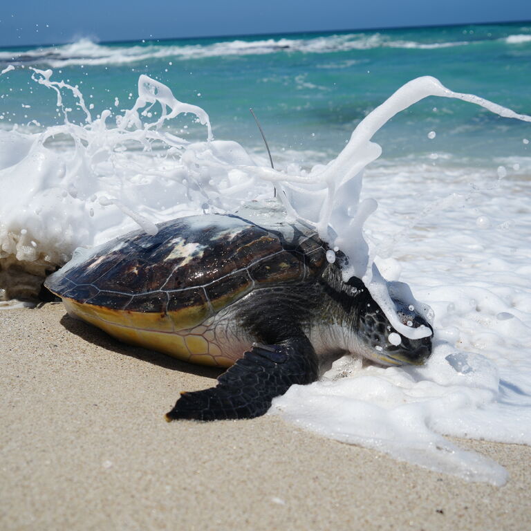 Two Oceans Aquarium Foundation | Turtle Conservation Centre