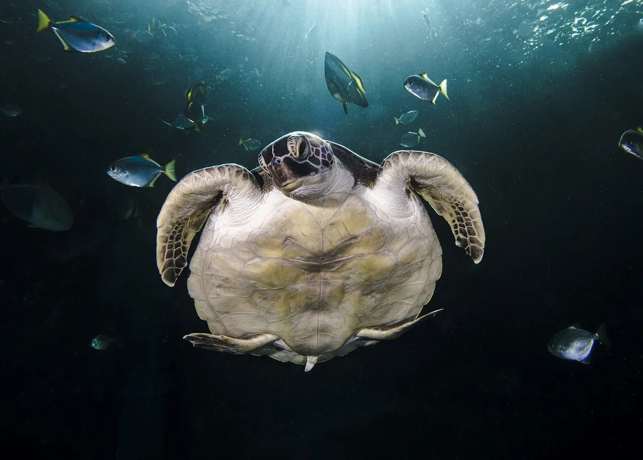 Everything you've ever wanted to know about sea turtles in south africa