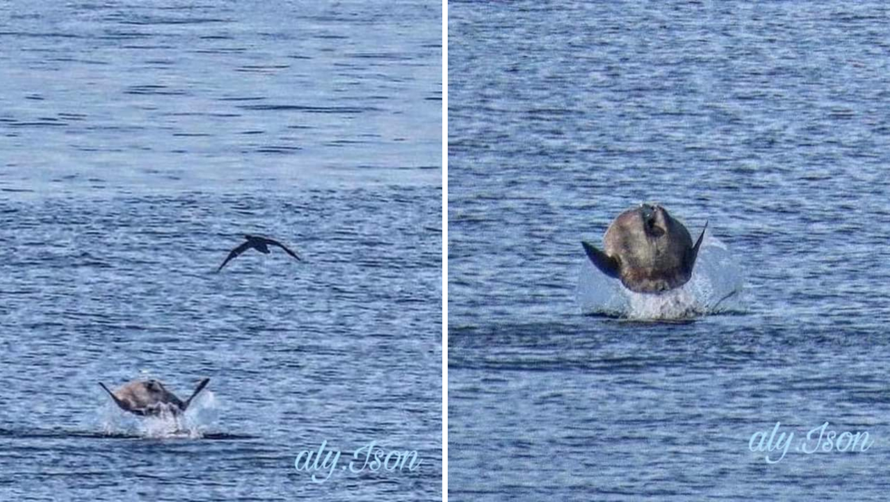 Why did this sunfish jump out of the water?