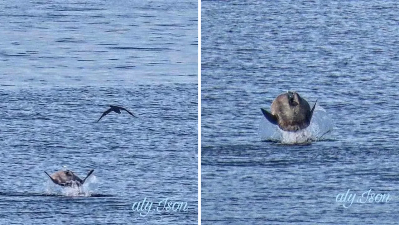 Why did this sunfish jump out of the water?