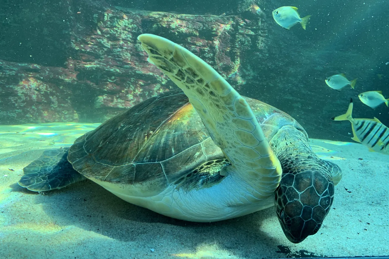 Bob Martine Viljoen 7