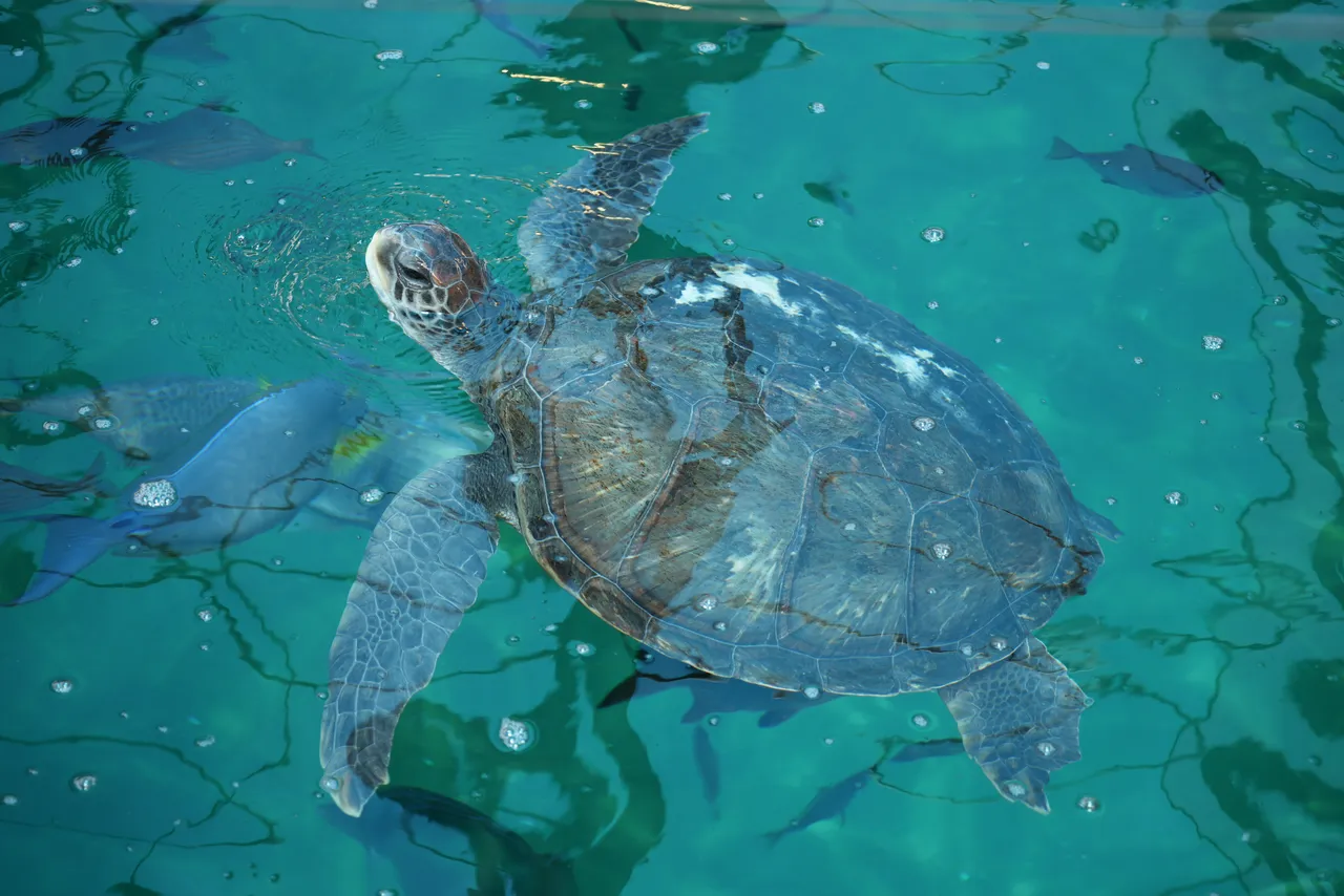 Green turtle season is here, and we need your help