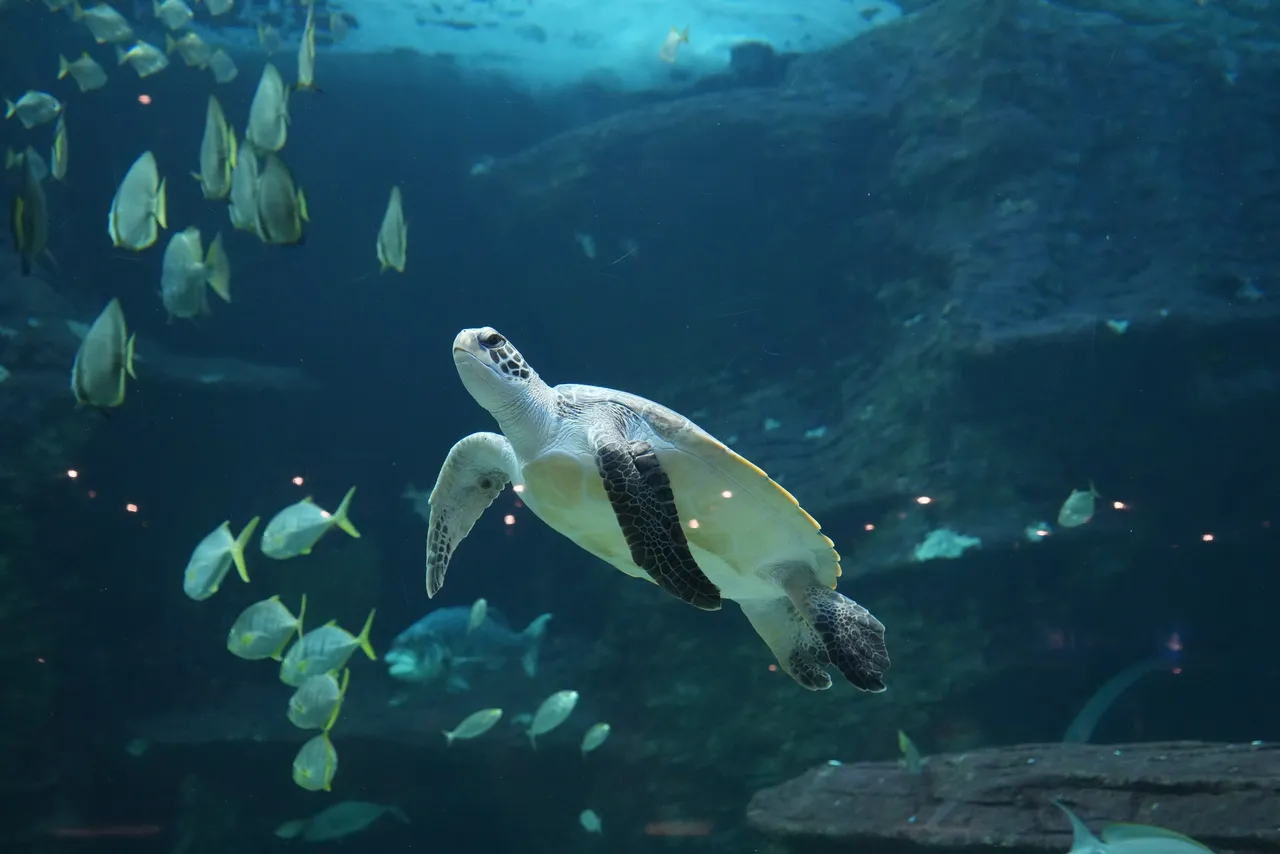 Why are there turtles in the I&J Ocean Exhibit?