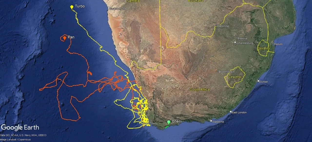 Tracking our Turtles: Bheni's first update!