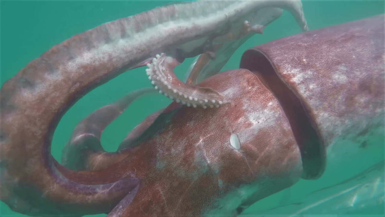 Everything you need to know about giant squids