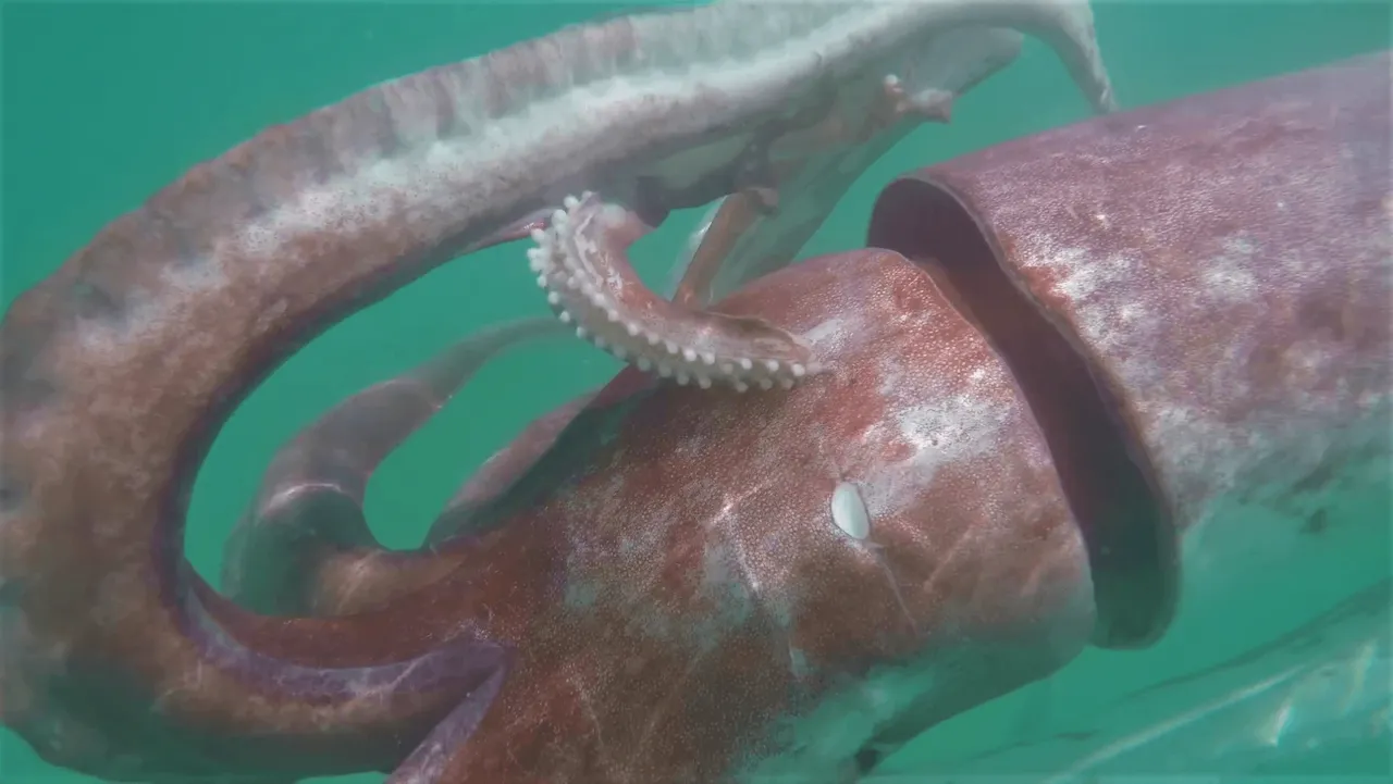 Everything you need to know about giant squids