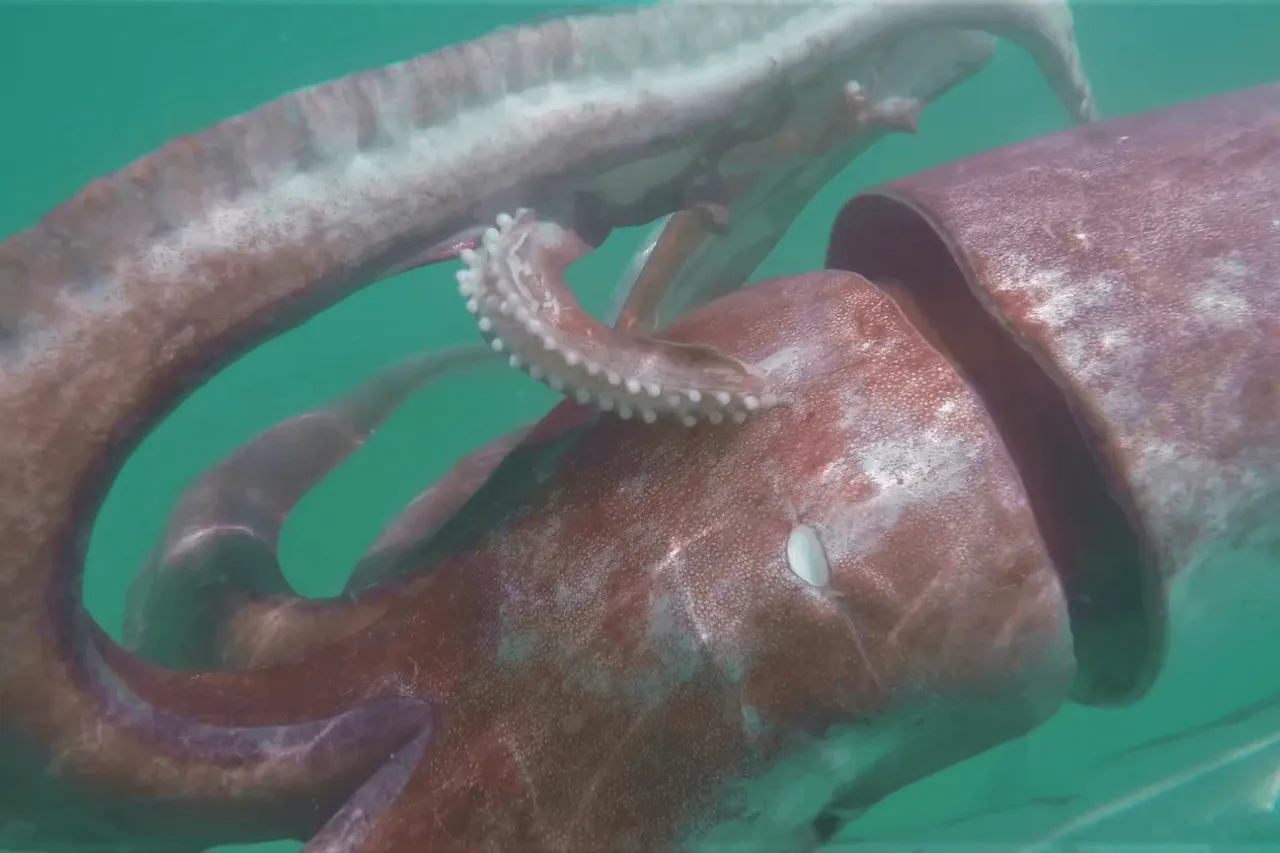 Vlcsnap 2020 06 10 13h22m26s368