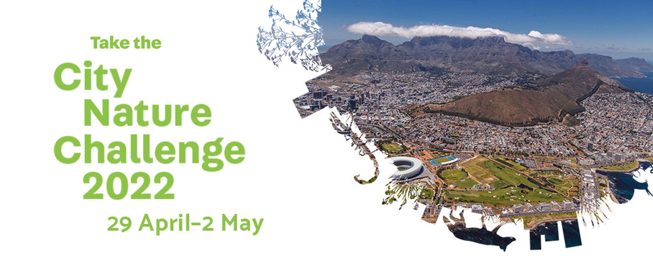 Join in the city nature challenge 2022 (let's help cape town win again!)
