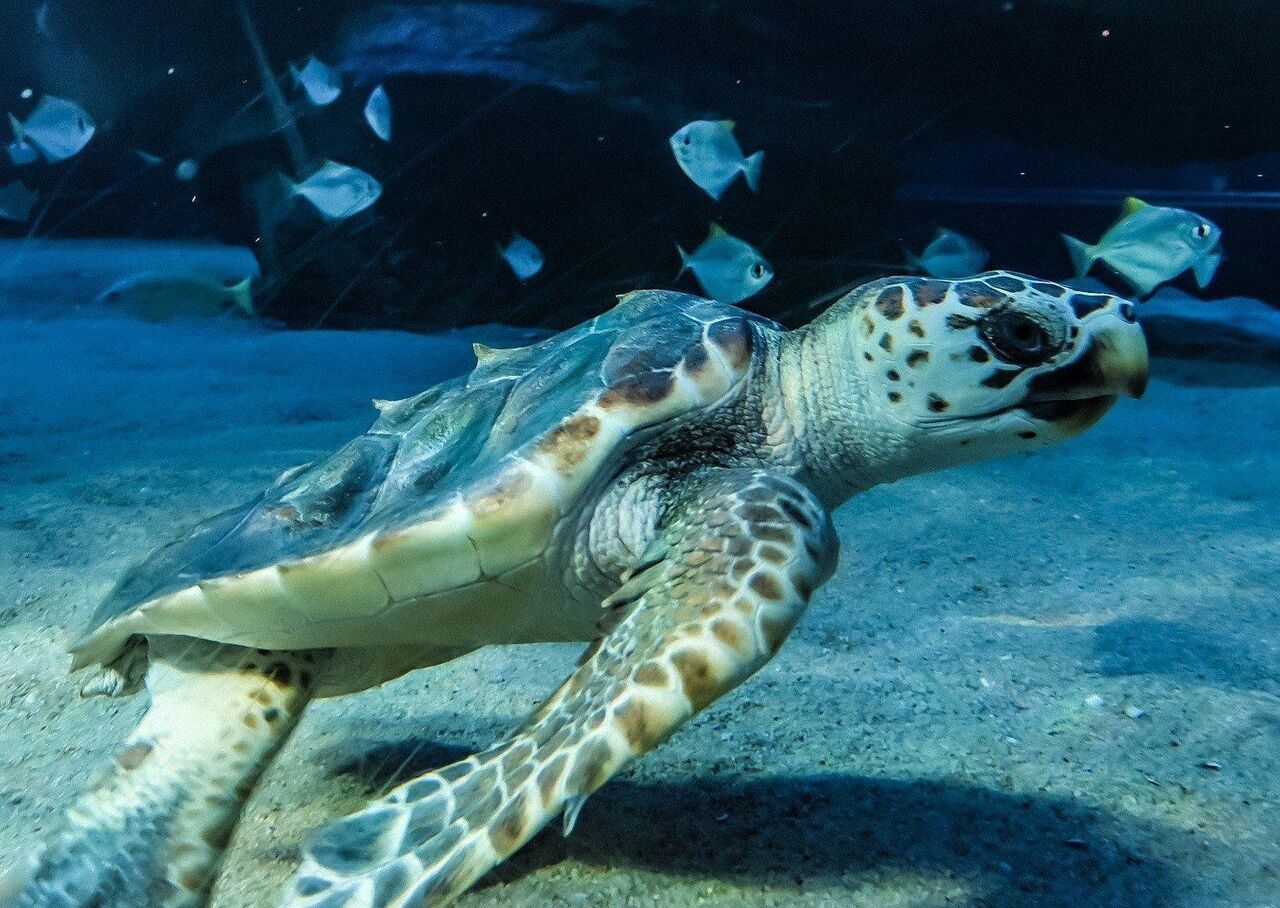Hi Pan! We've just welcomed the smallest turtle that's ever been in our I&J Ocean Exhibit