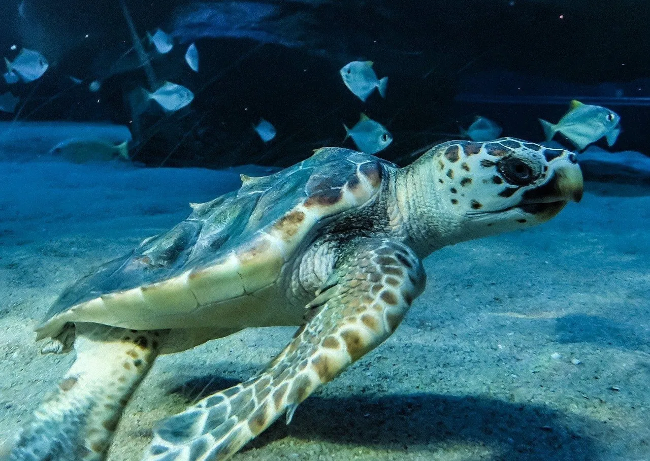 Hi pan! we've just welcomed the smallest turtle that's ever been in our i&j ocean exhibit
