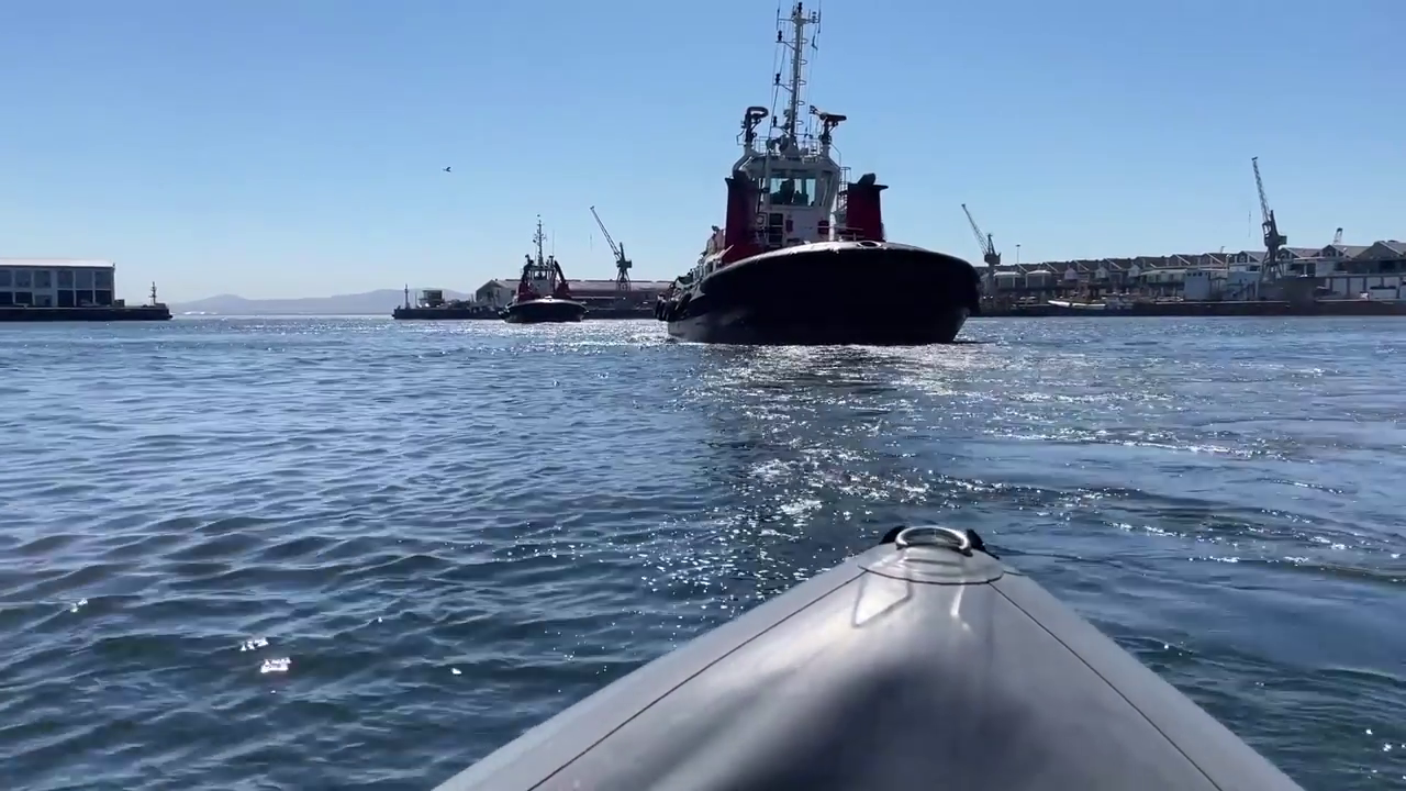 Disentangling cape fur seals - from a boat!