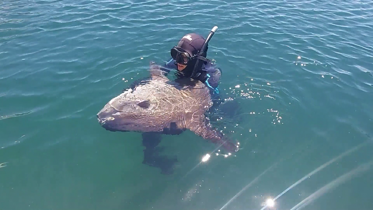 Helping a young sunfish find it's way back to the sea