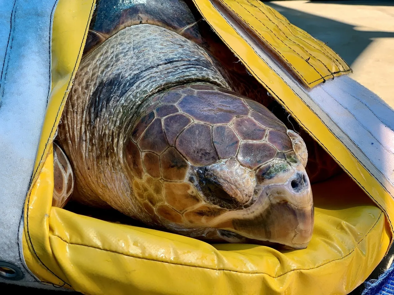There's a new loggerhead in town - meet nobomvu!
