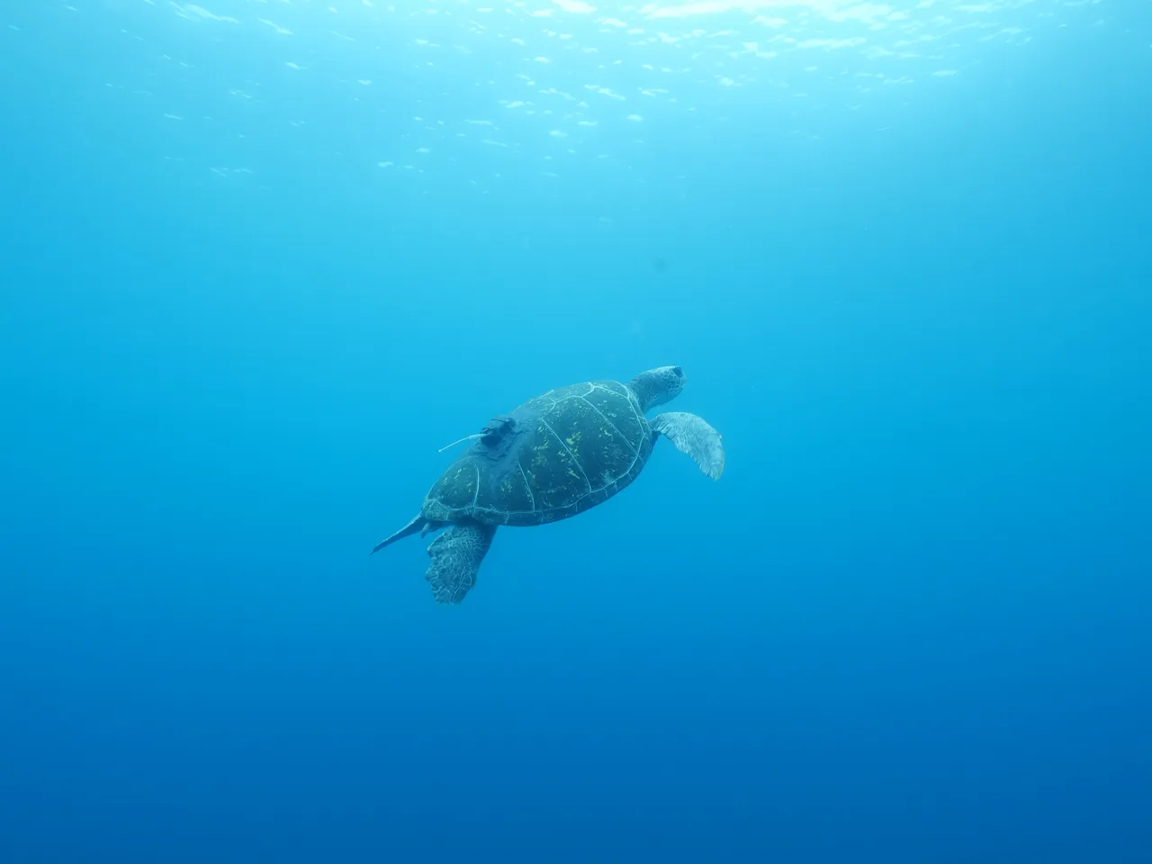 44 endangered sea turtles released into the wild after successful rescue and rehabilitation