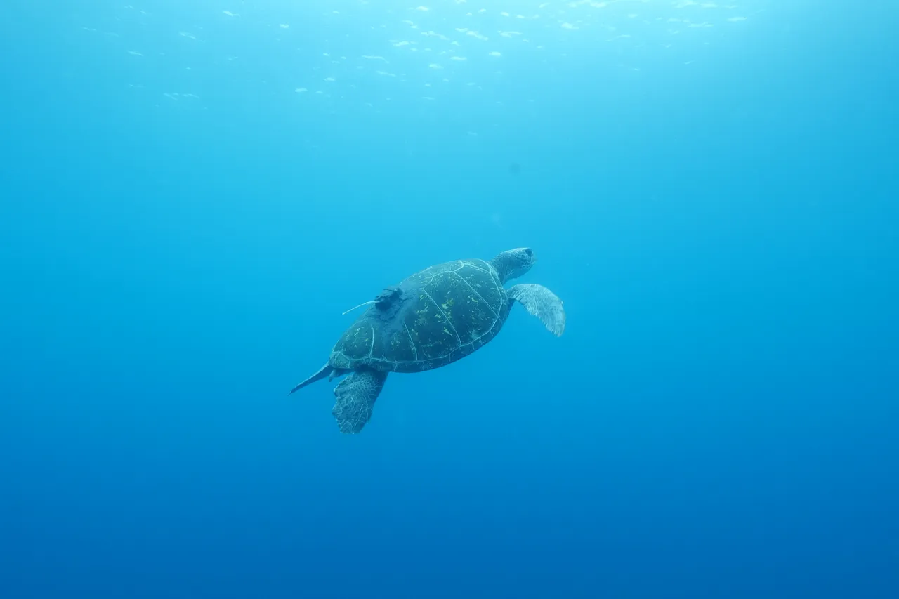 D Wentzel copyright Jan2022 release 2