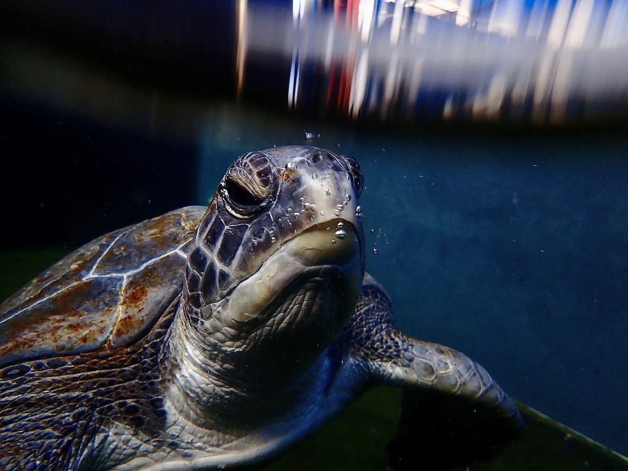 Harry the turtle is ready for release!