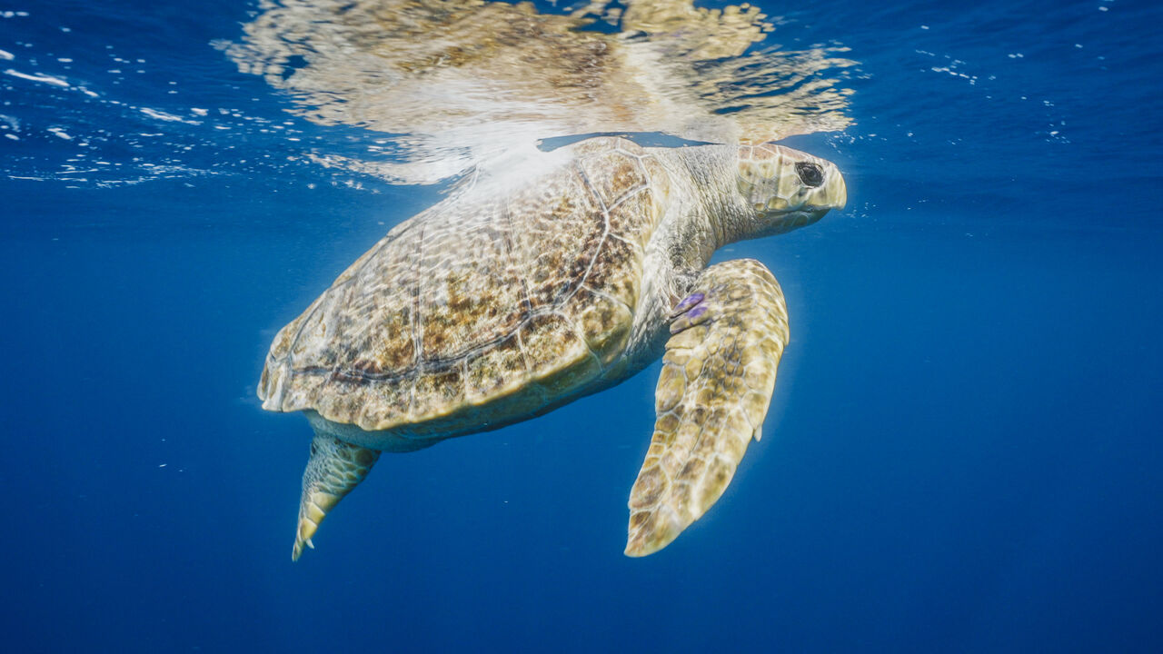 Celebrating the holiday season with the release of Nobomvu, the loggerhead turtle!