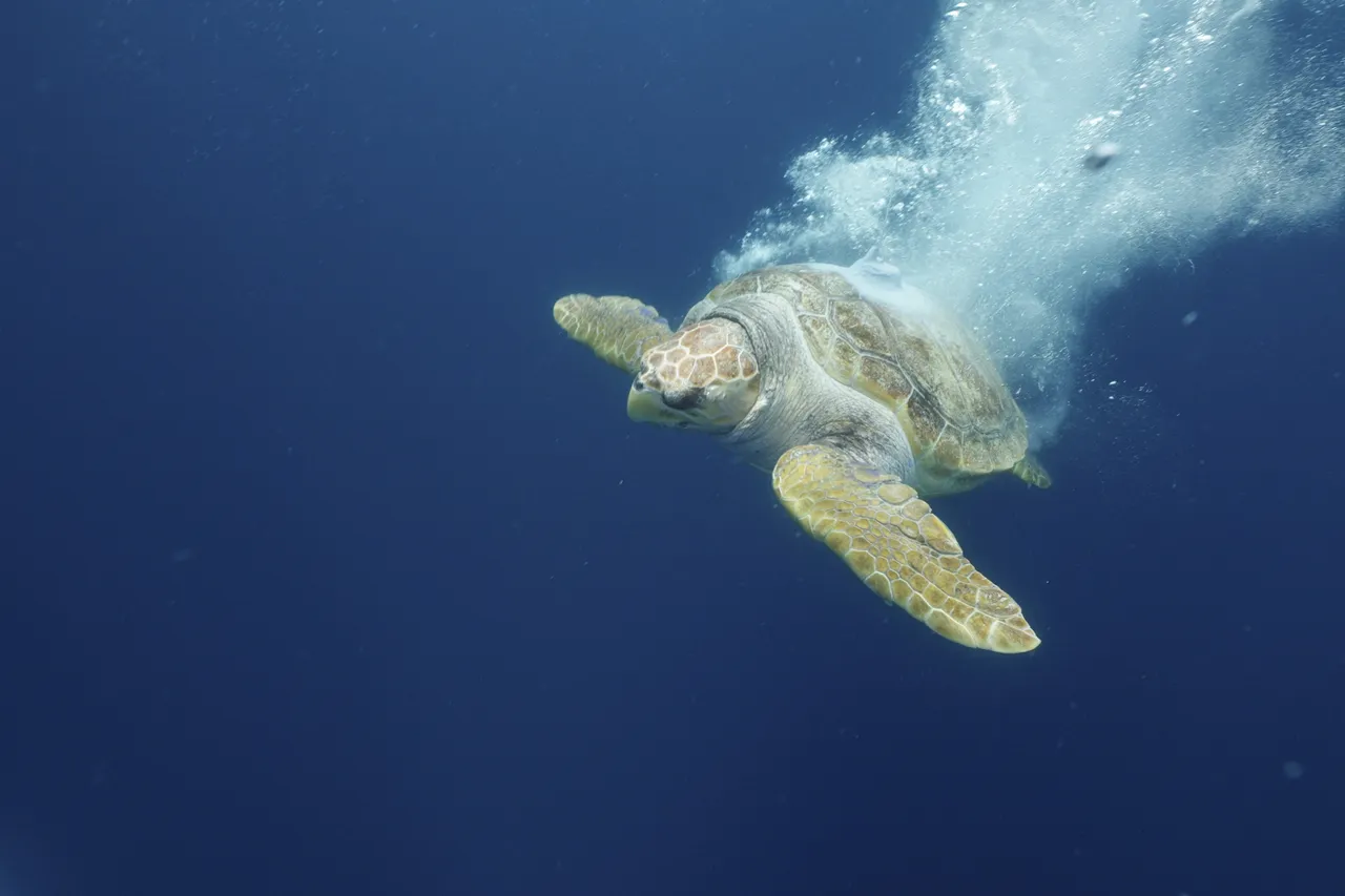 Turtle Release Devin Trull5