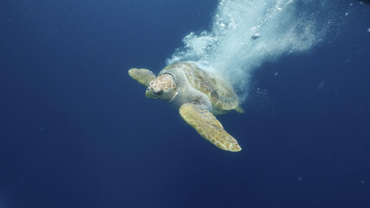 Turtle Release Devin Trull5