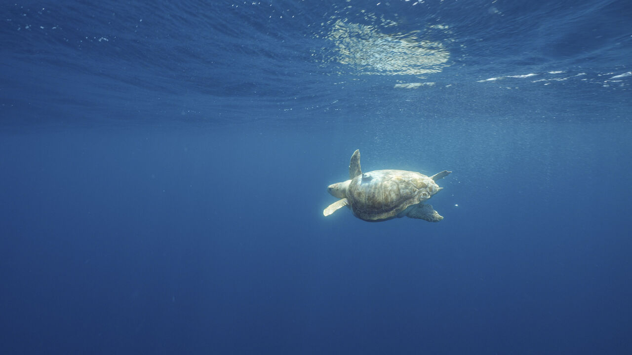 Turtle Release Devin Trull12