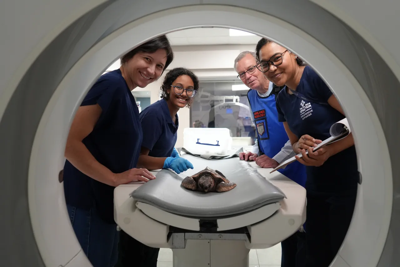 Meet “Turtle Dad”: The Radiologist who branched out to turtles!