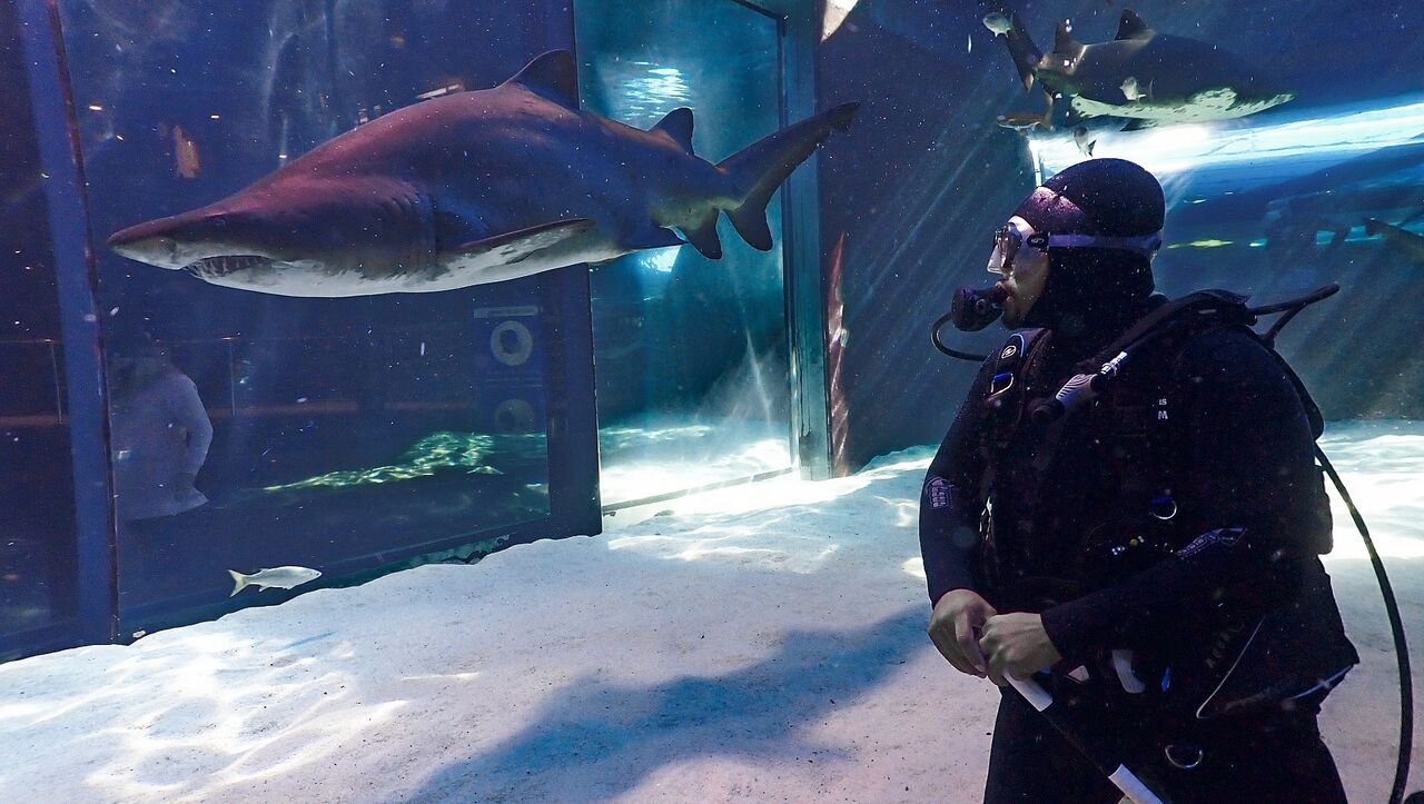 Dive with the sharks at the two oceans aquarium - no cage required!