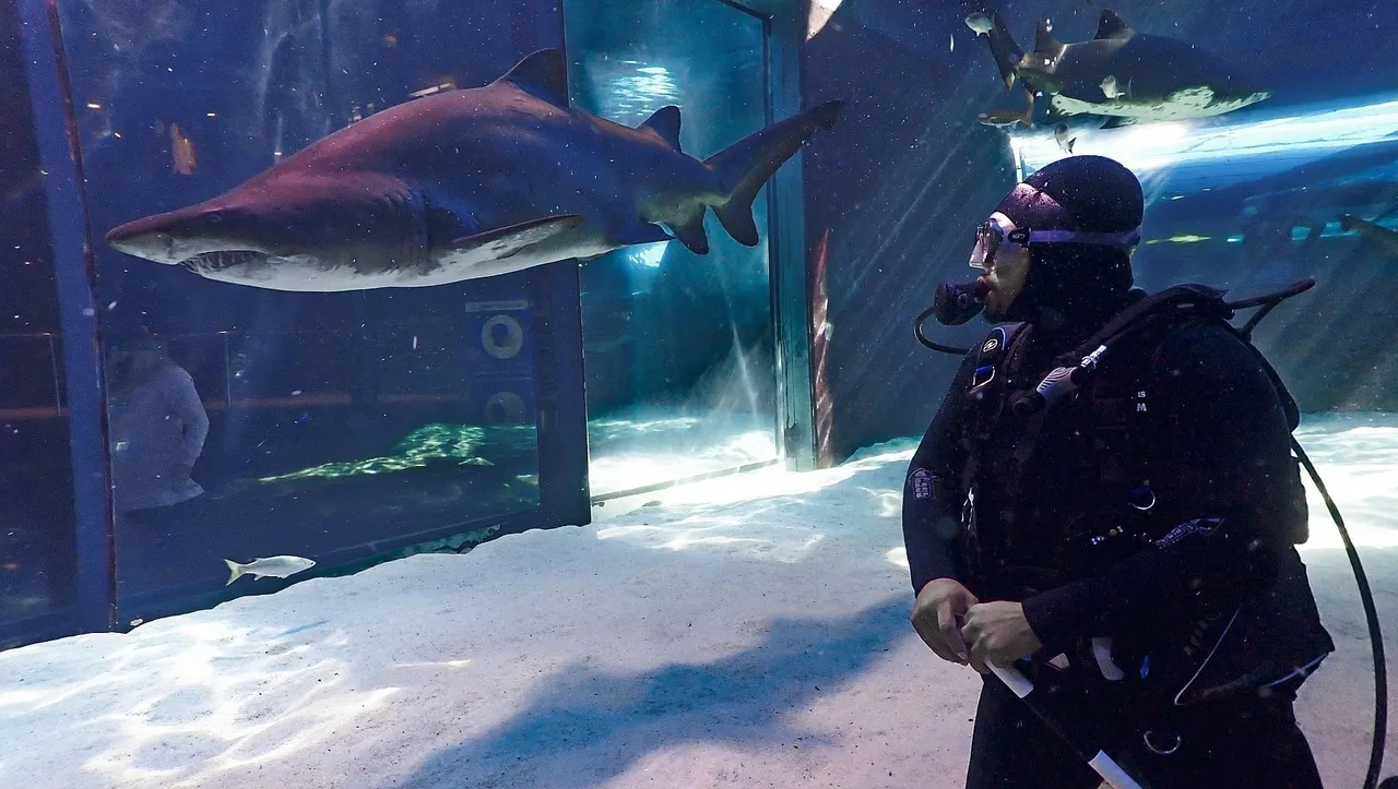 Dive with the sharks at the two oceans aquarium - no cage required!