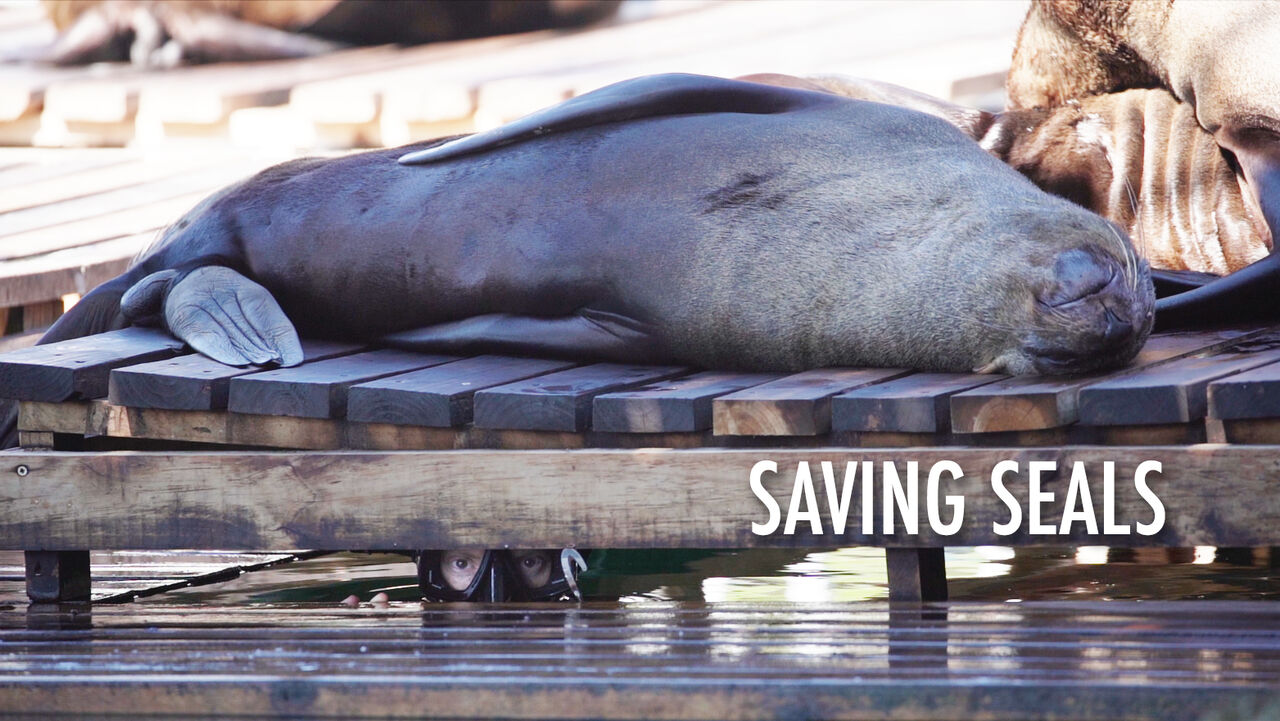 Saving seals: a short film about the passion and innovation behind cape fur seal rescues