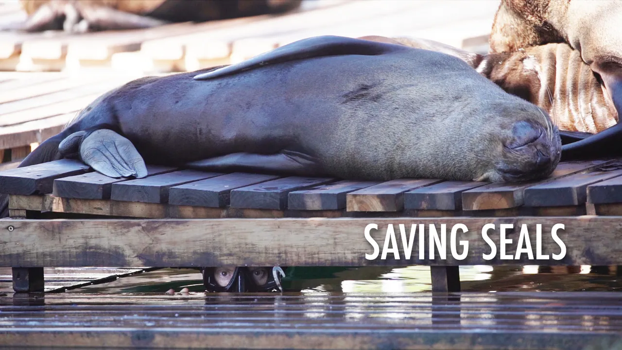 Saving seals: a short film about the passion and innovation behind cape fur seal rescues