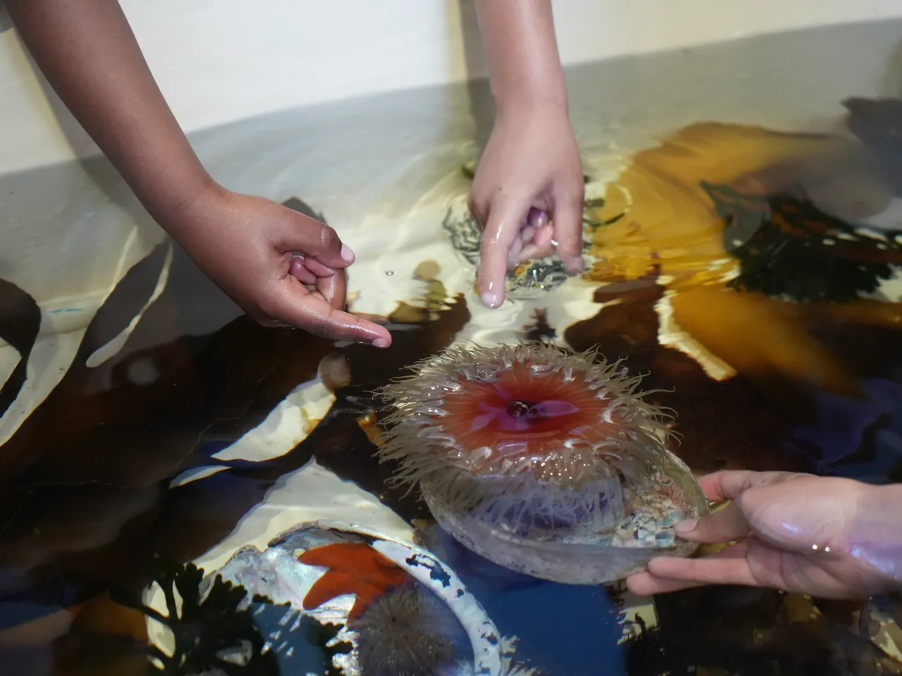 Bring your school to the Aquarium