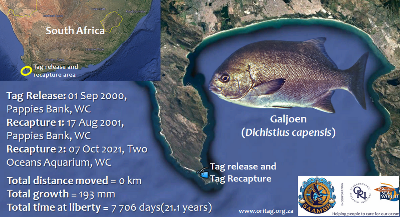 Ori tag reveals the surprising age of a two oceans aquarium galjoen