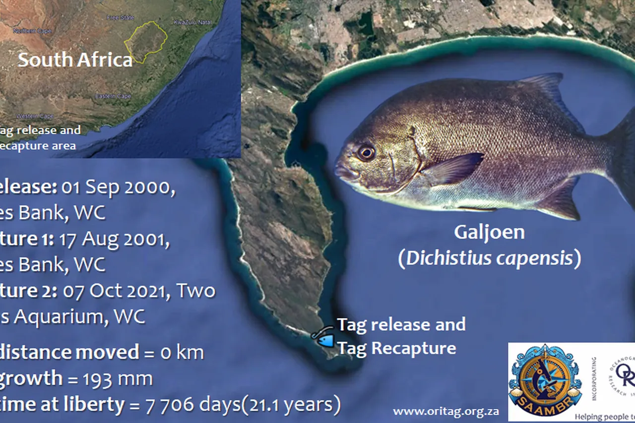 248792494 3023015967947055 2171177472299268045 n