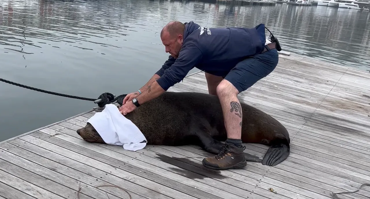 Entangled Cape fur seal darted and rescued by Marine Wildlife team