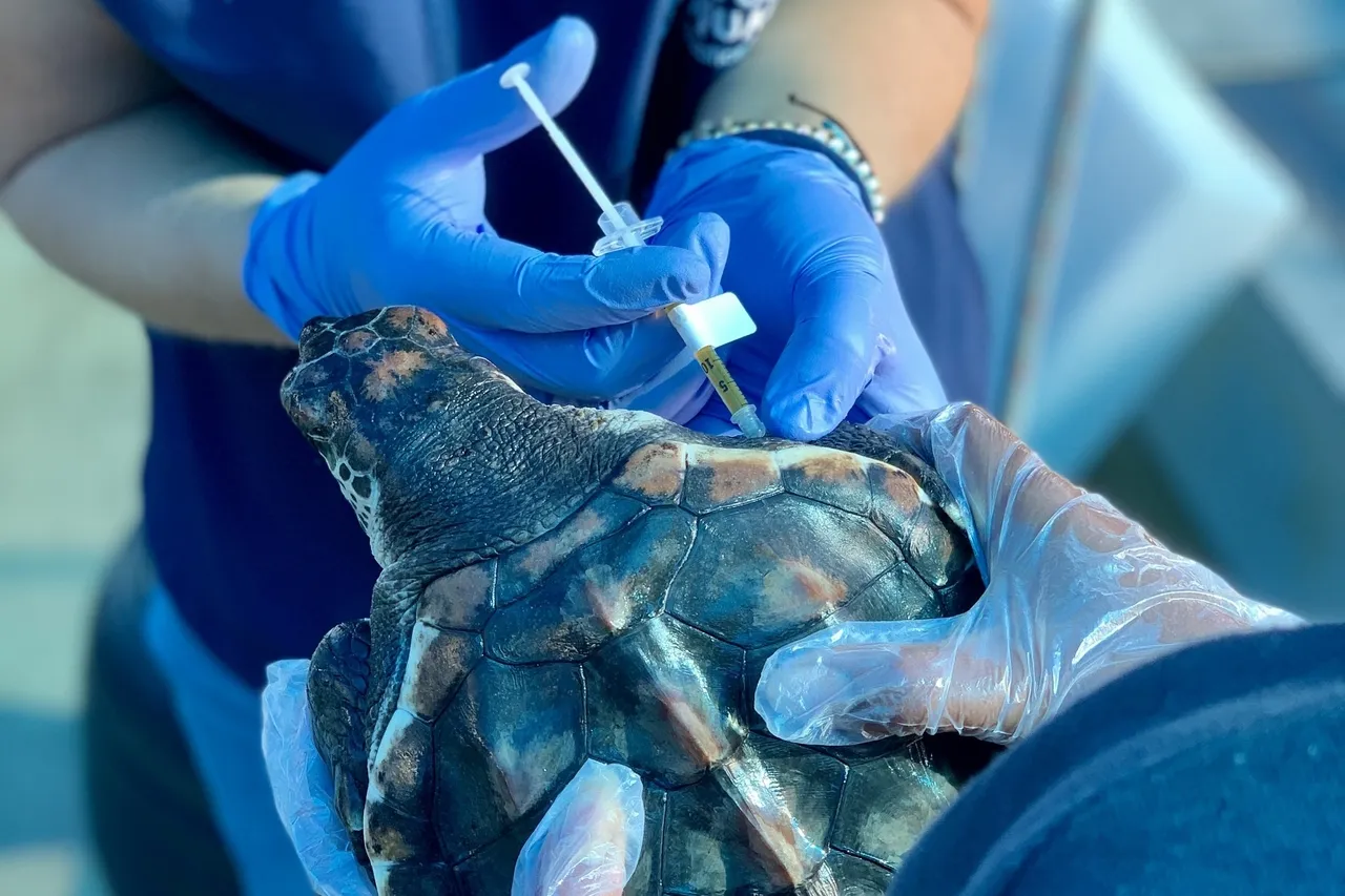 726 C77 CC 5094 440 D BF45 B2 AB155 E0245