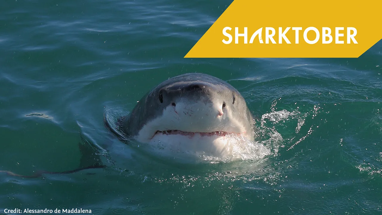 Look here! how well do sharks see?