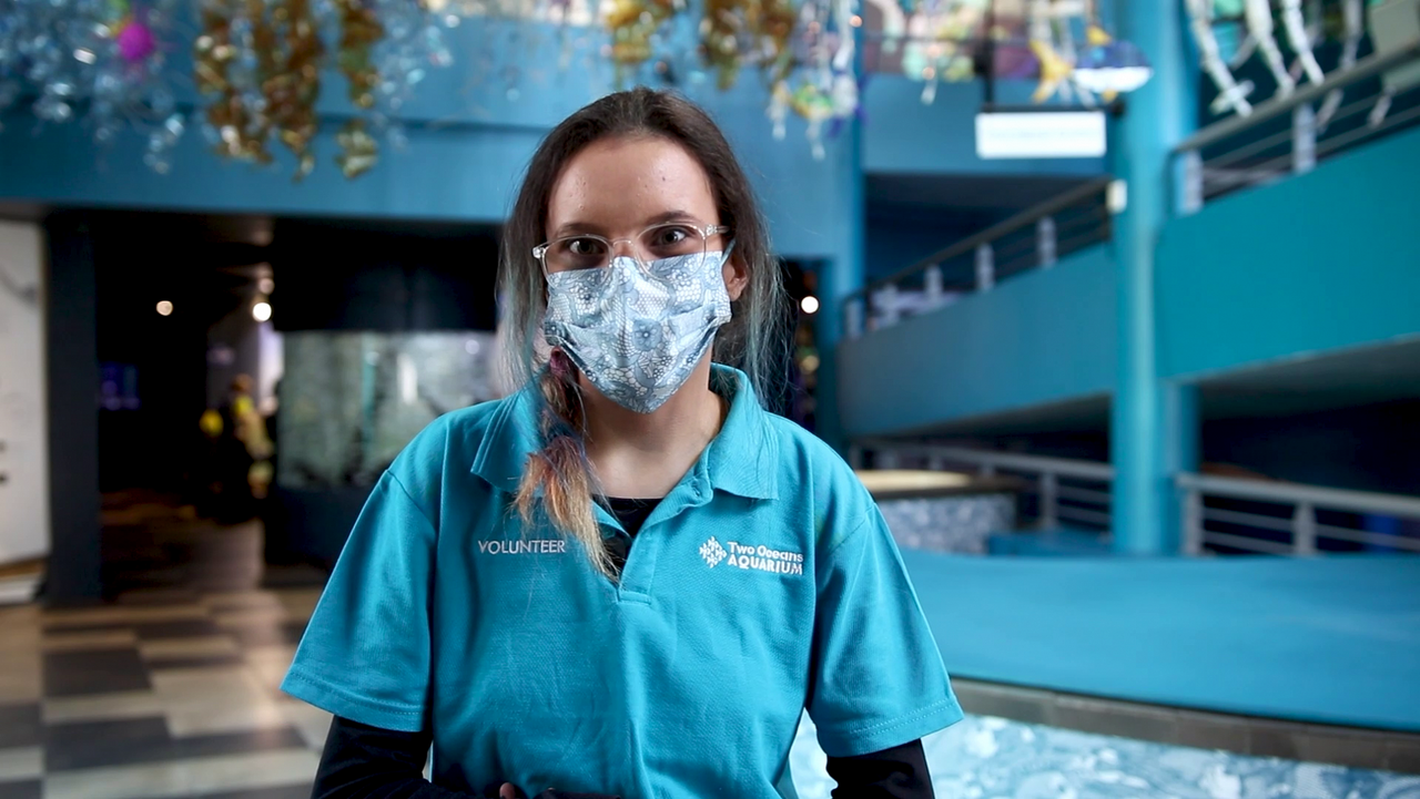 What's it like to be a volunteer at the two oceans aquarium?