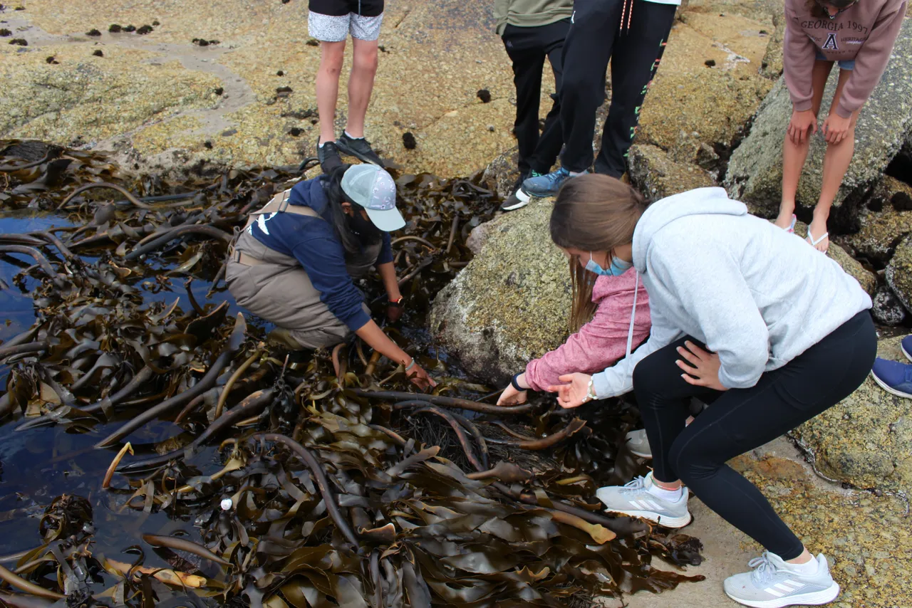 Exploring the rocky shores with guided lesson