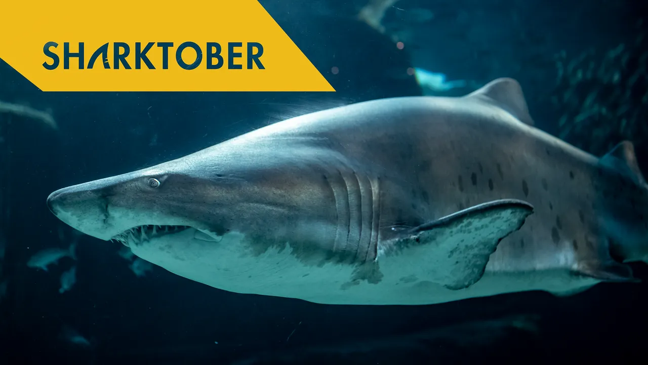 Do sharks drown if they stop swimming?