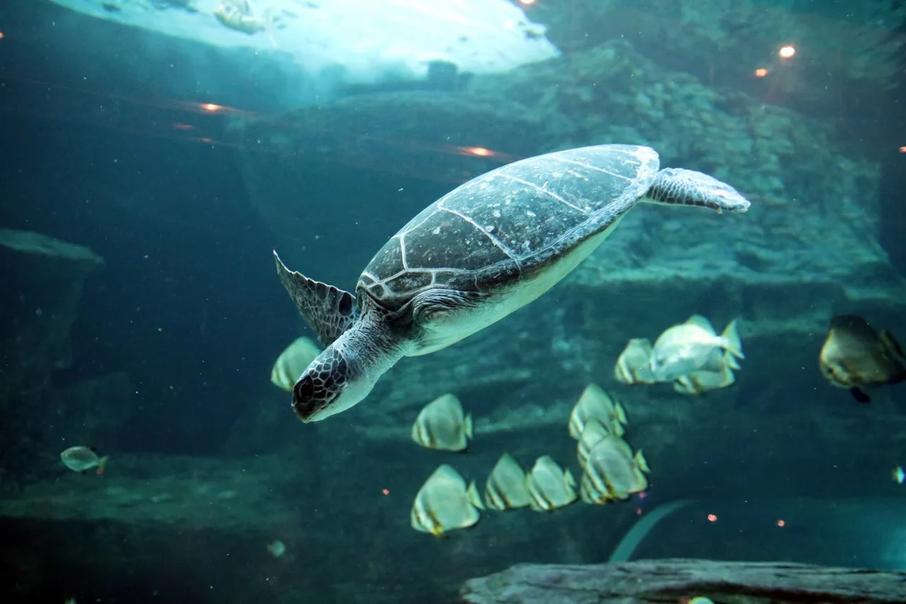Meet geri the three-flippered turtle in the i&j ocean exhibit