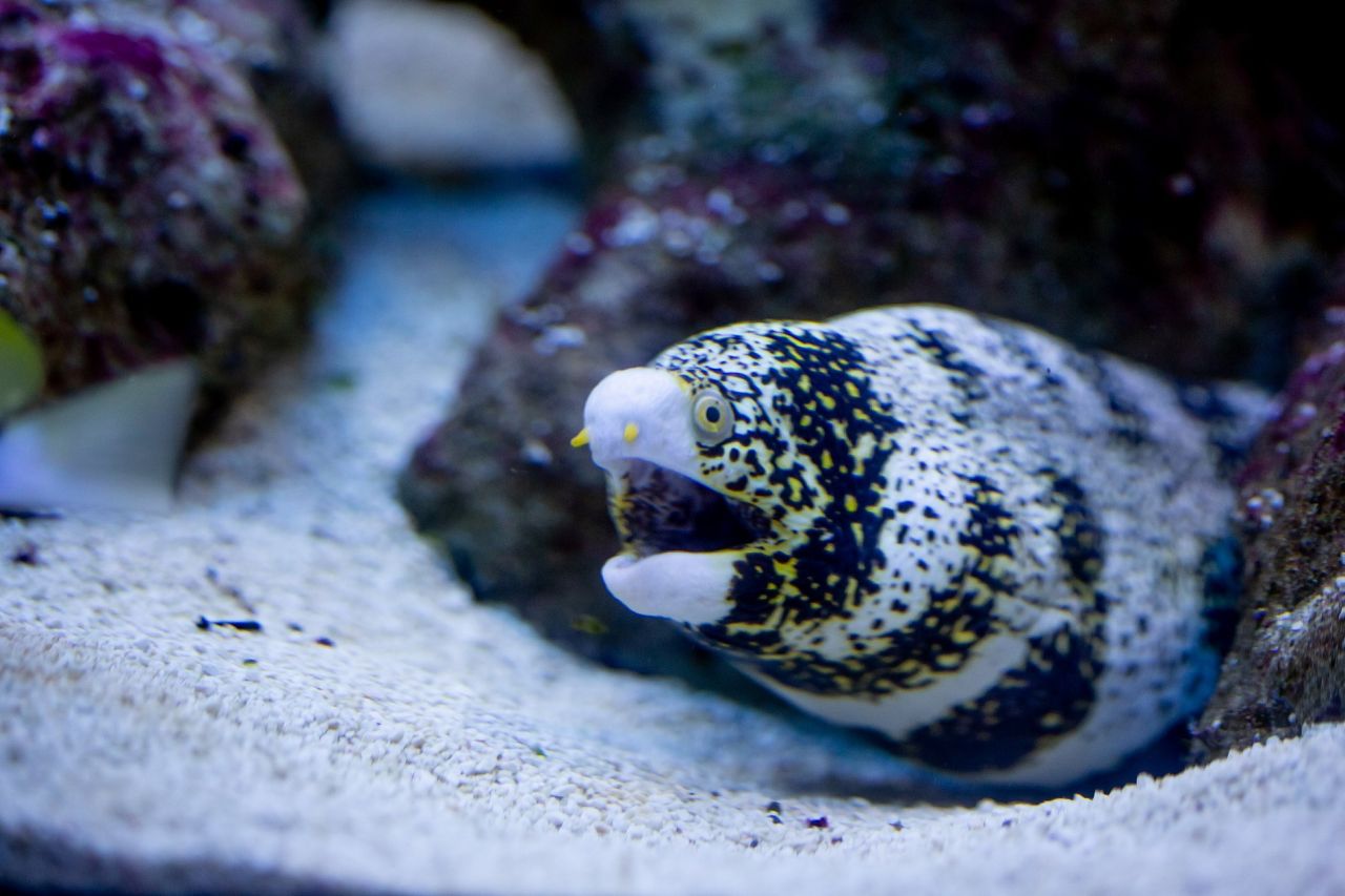 Two Oceans Aquarium | It's a moray! Meet the four different types of…