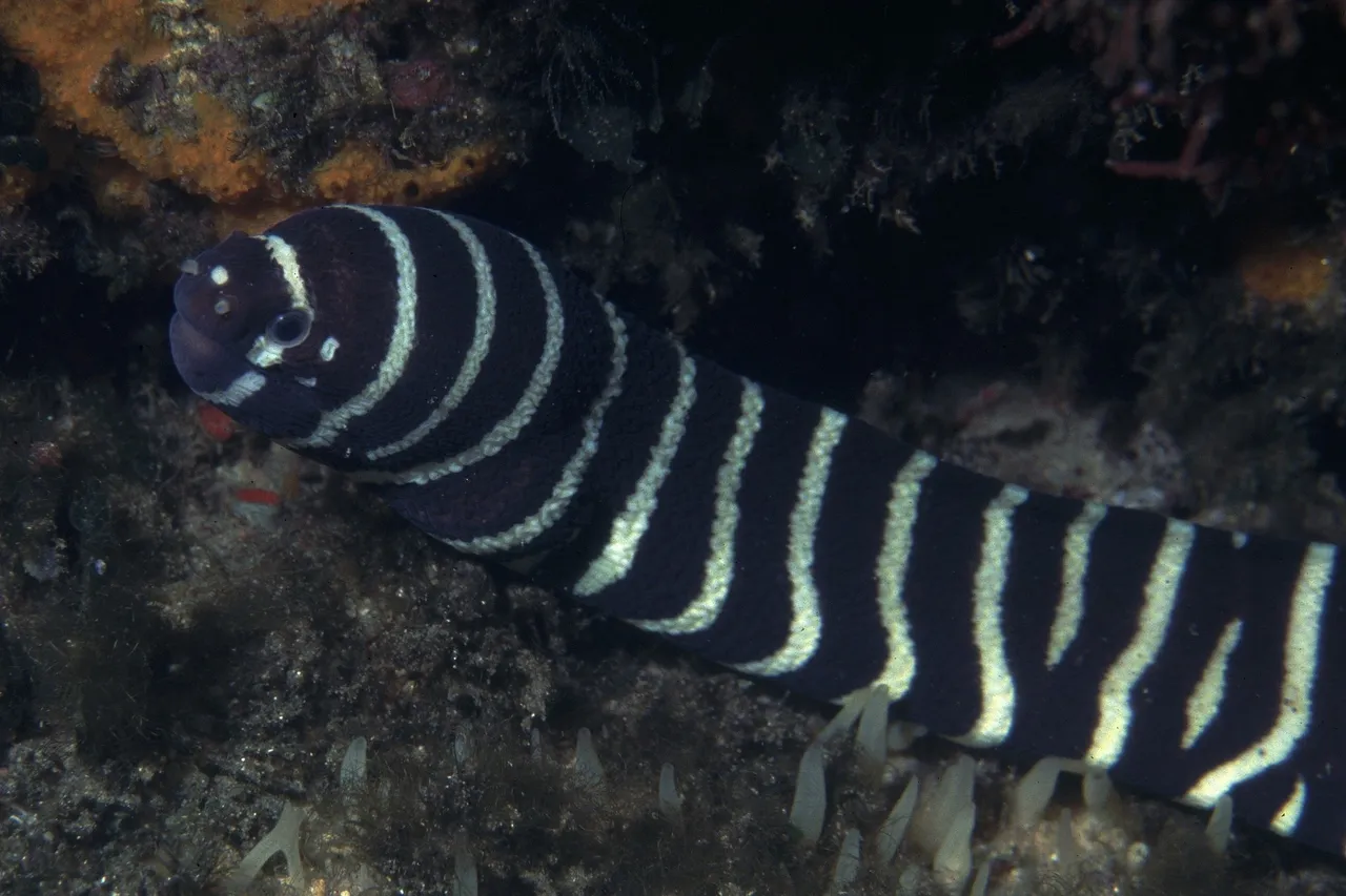 Zebra moray