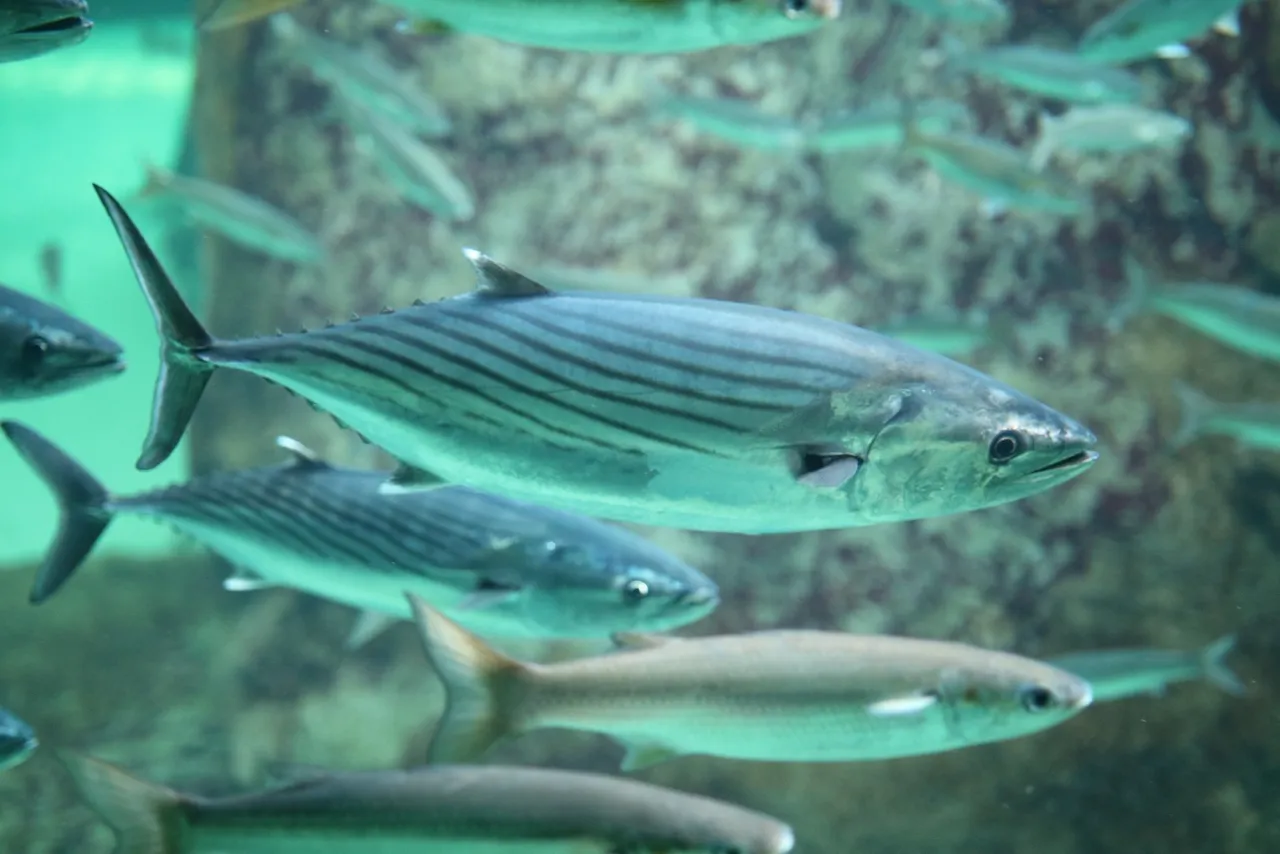 We just added 50 new fish to the save our seas foundation shark exhibit! how do we stop the sharks f