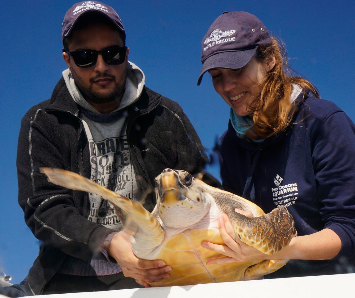 Tracking our Turtles: Little Pan's big journey