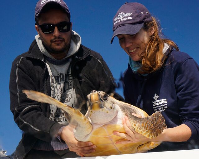 Tracking our Turtles: Little Pan's big journey