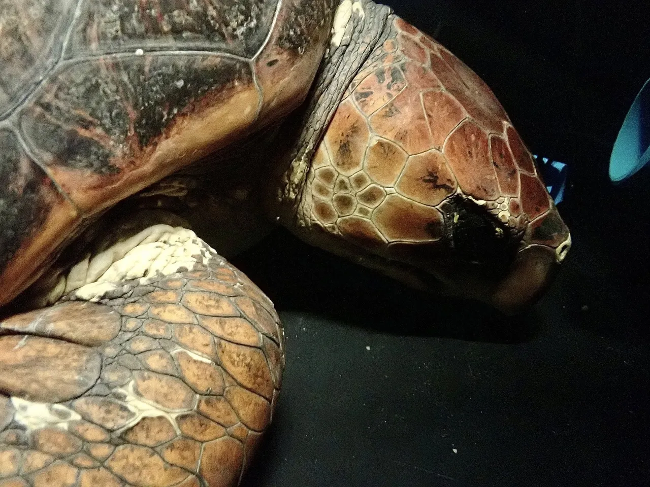 Hi nobomvu! meet the aquarium foundation's newest rescue turtle
