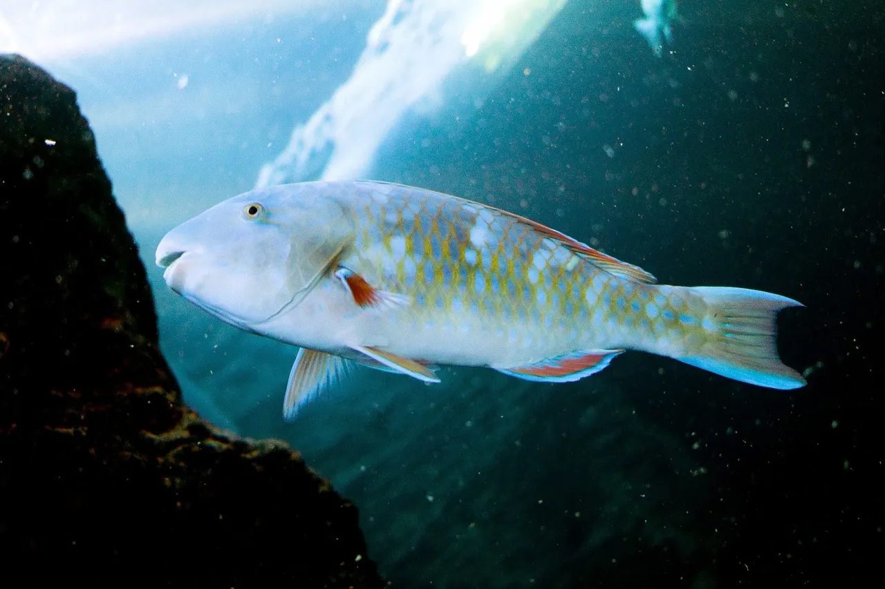 Parrotfish SE3 edited