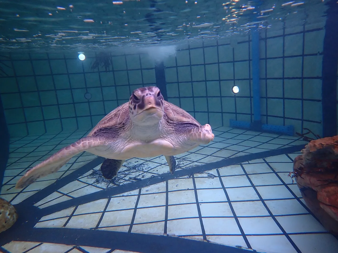 Swimming against the odds: Meet Bokkie the green turtle!