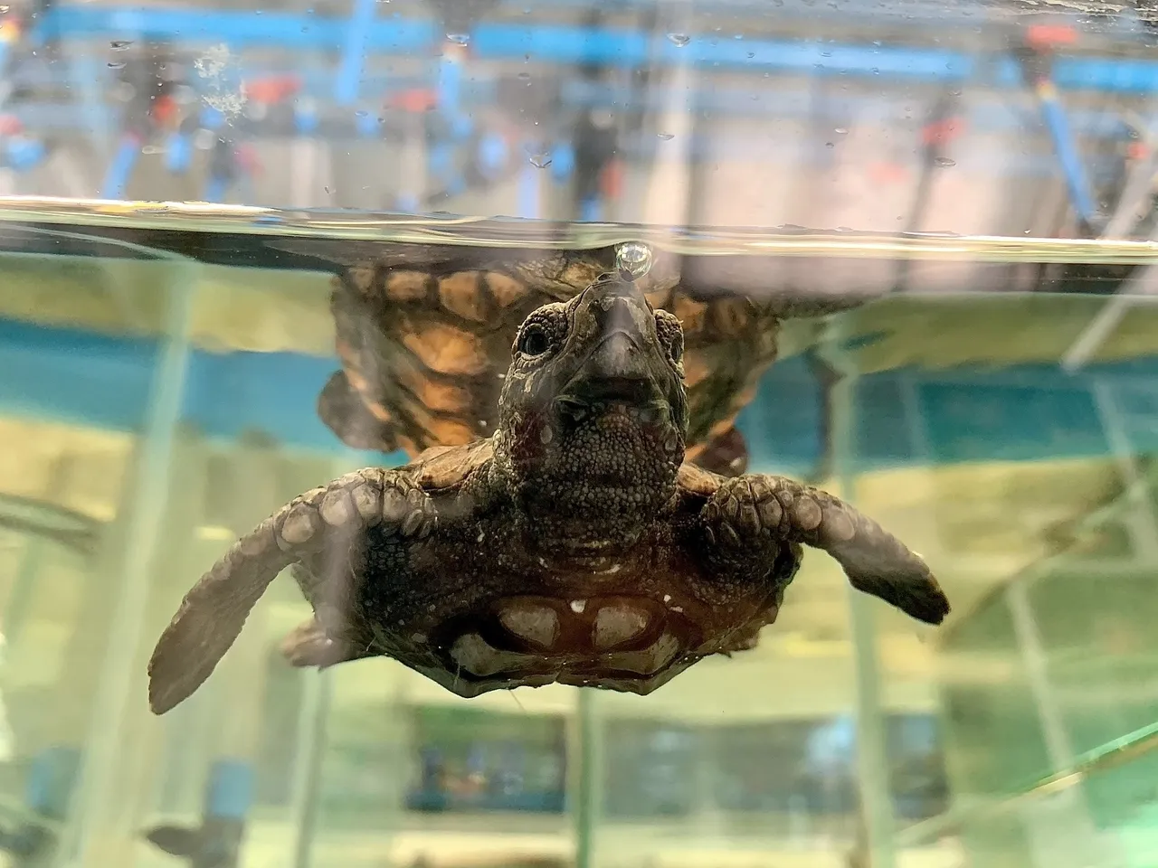 5 interesting things we learned from the turtles of the turtle rescue, rehabilitation and release pr