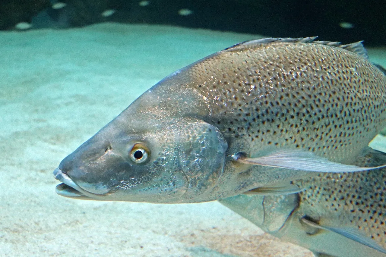 Spotted Grunter School2018 D Bowen5