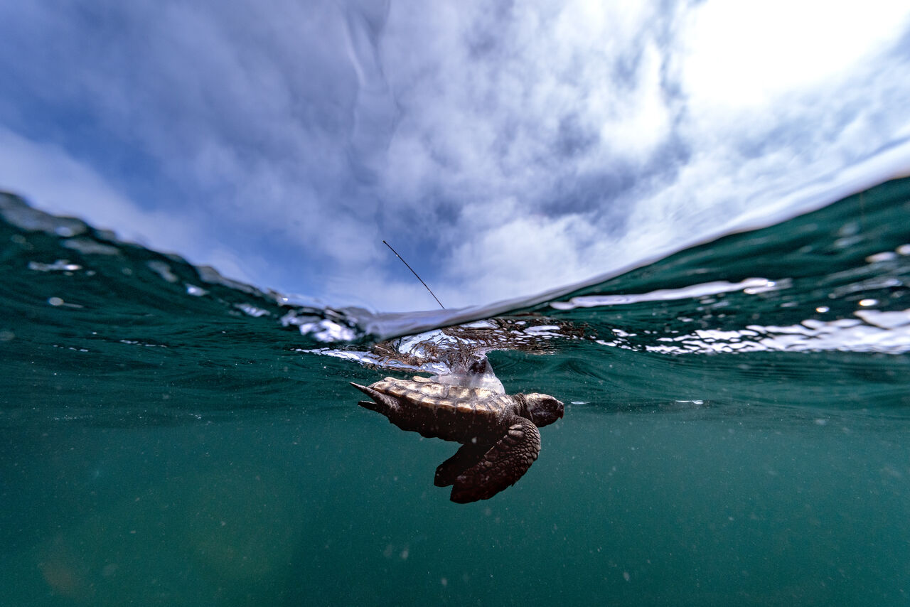 We released 14 satellite-tagged juvenile loggerhead turtles as part of an international research project!